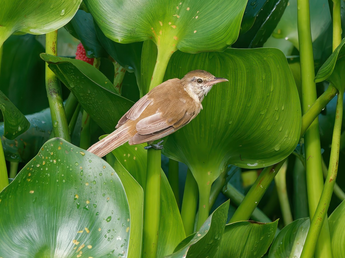 Clamorous Reed Warbler - ML603271241