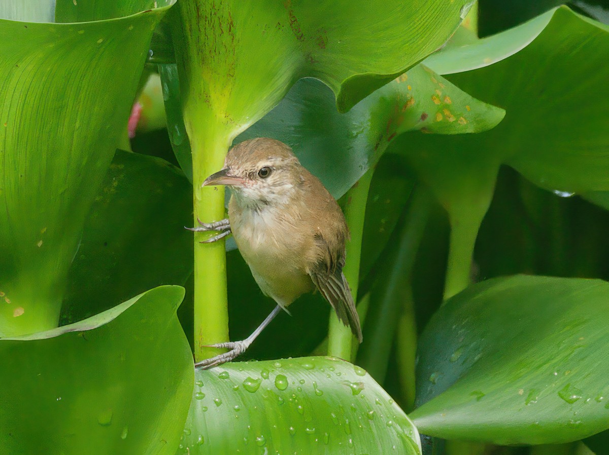 Clamorous Reed Warbler - ML603271251