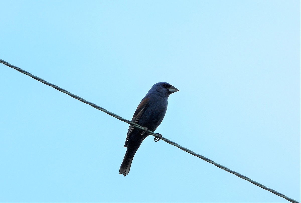Blue Grosbeak - John Cima