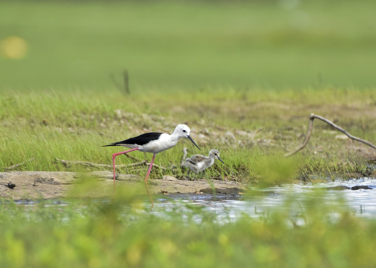 Black-winged Stilt - ML603272831