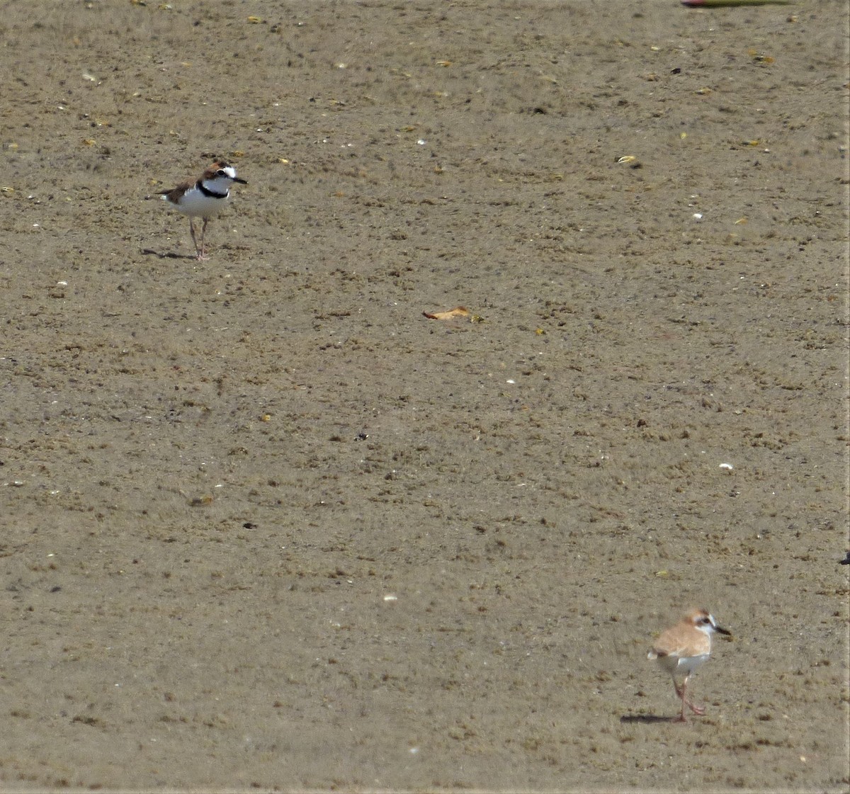 Collared Plover - ML603272871