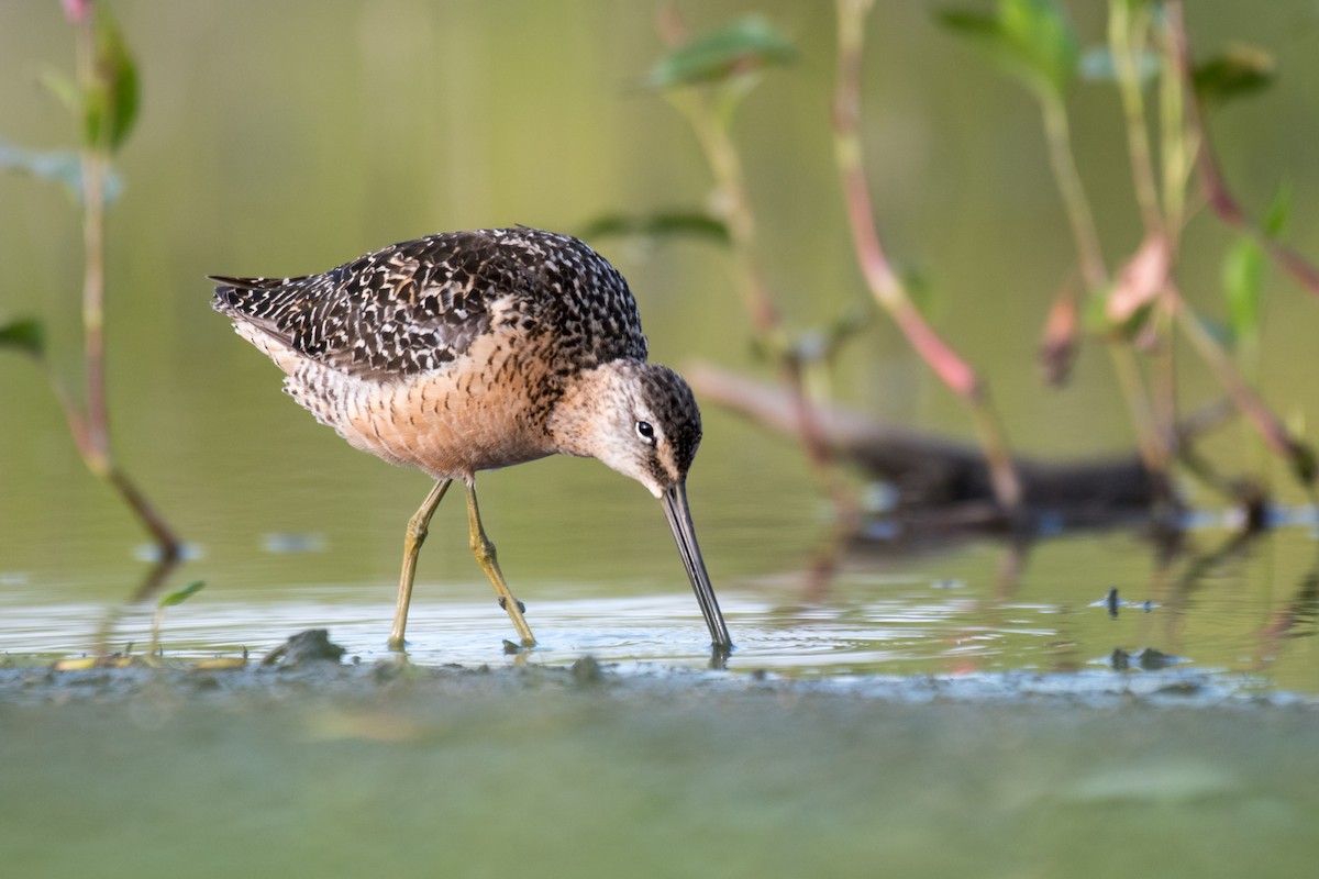 Long-billed Dowitcher - Ian Hearn