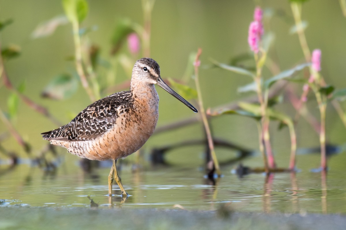 Long-billed Dowitcher - Ian Hearn