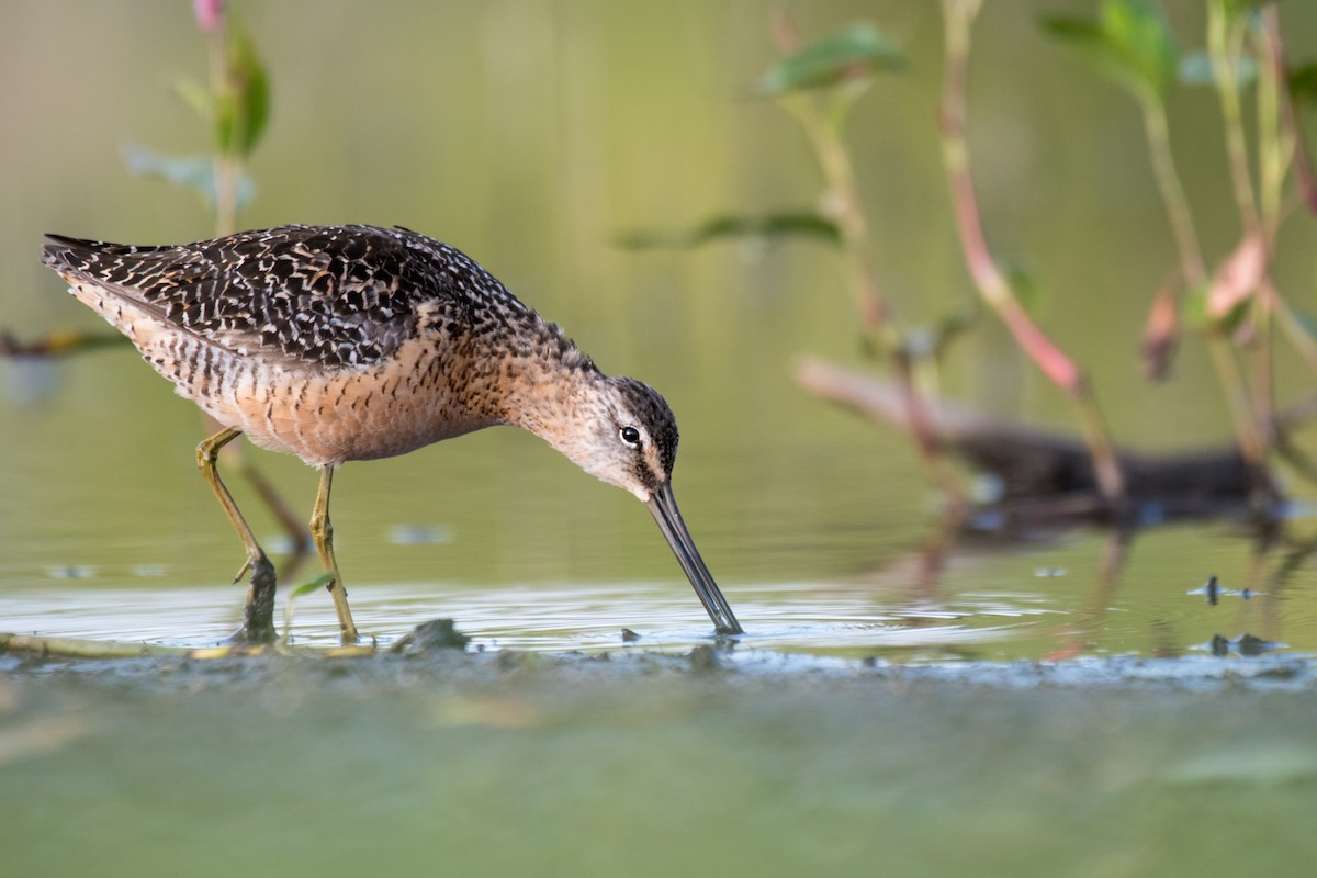 Long-billed Dowitcher - Ian Hearn