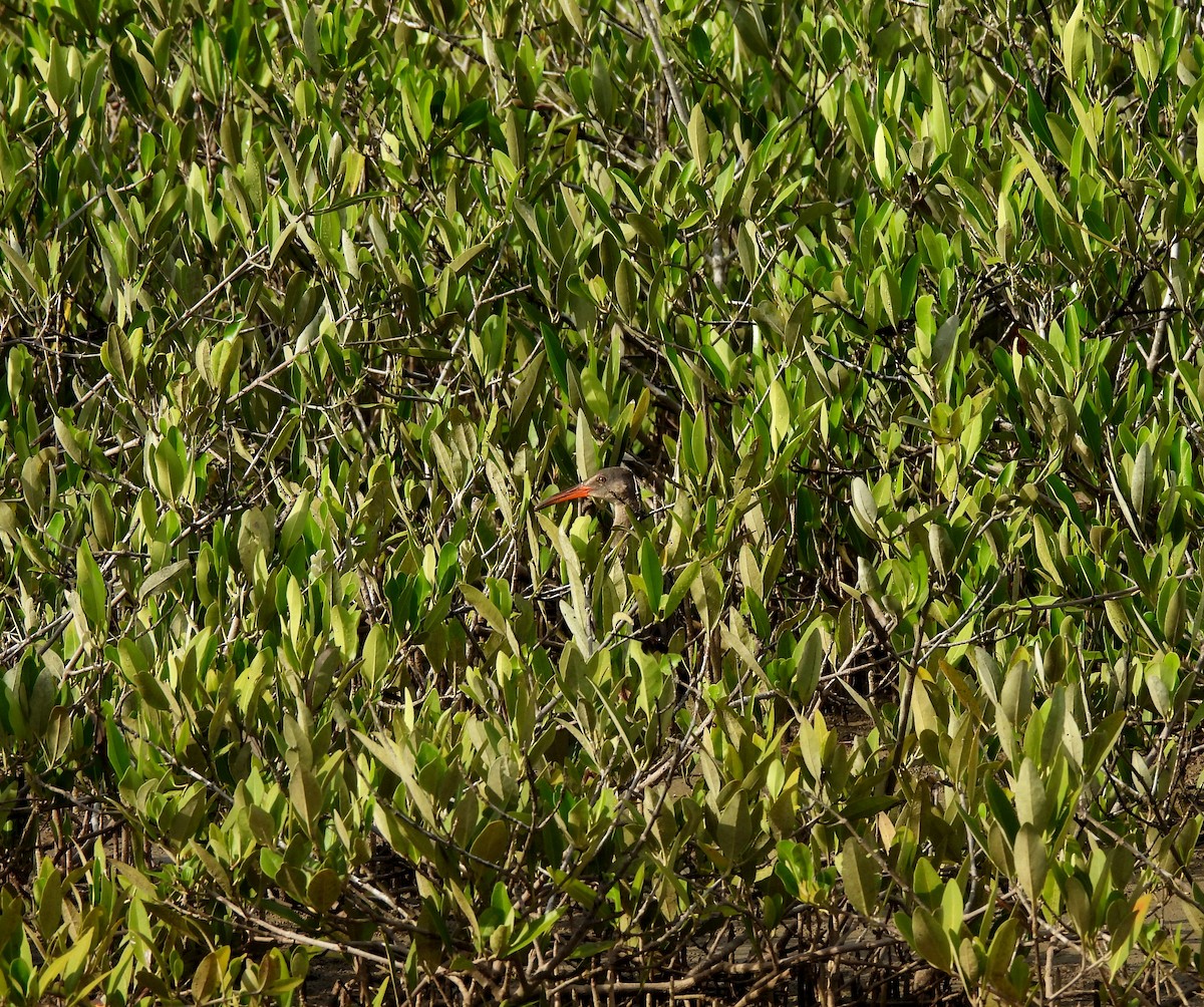 Rascón de Manglar - ML603273461