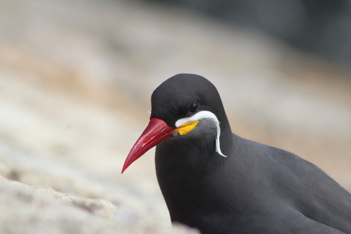 Inca Tern - José Ignacio Catalán Ruiz