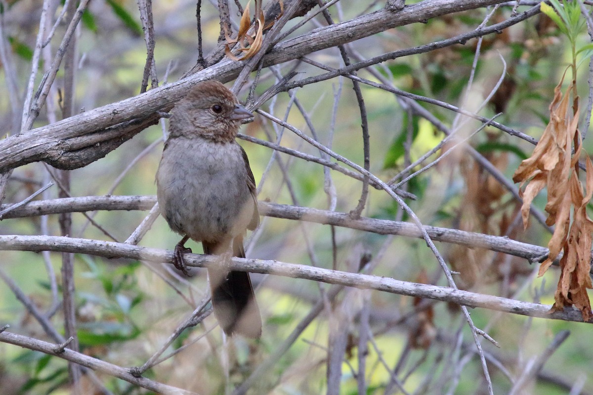 California Towhee - ML603273811