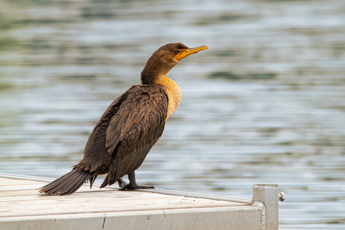 Double-crested Cormorant - ML603274621