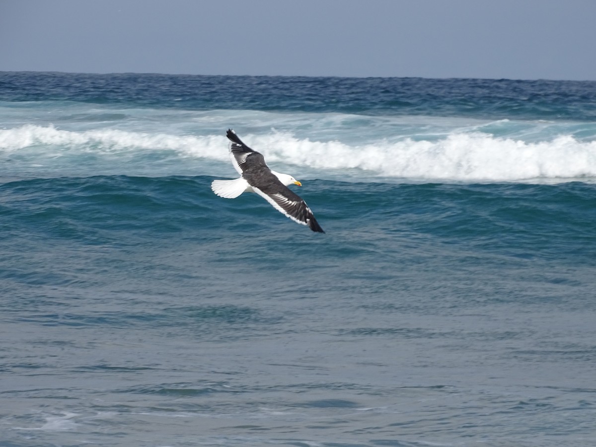 Kelp Gull - ML603275081