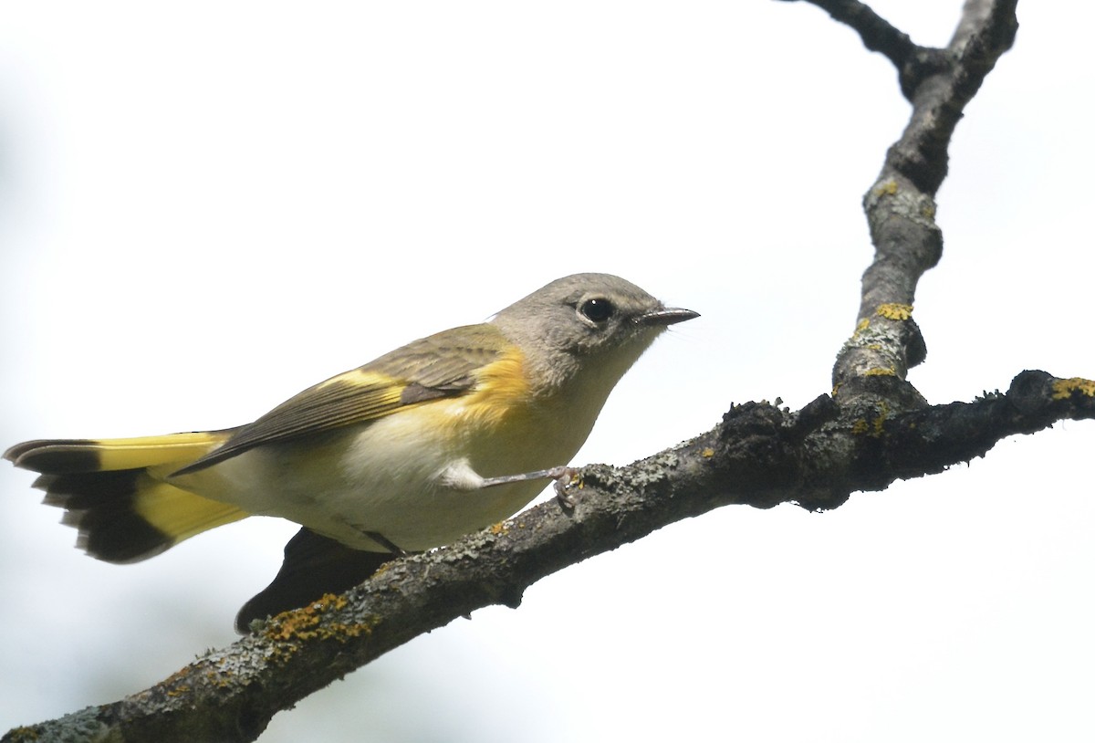 American Redstart - ML603276531