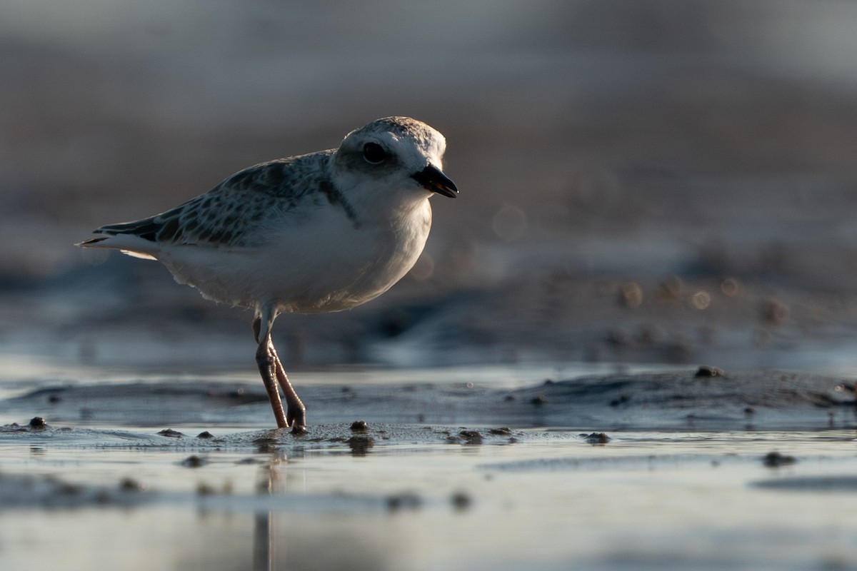 Snowy Plover - ML603277421