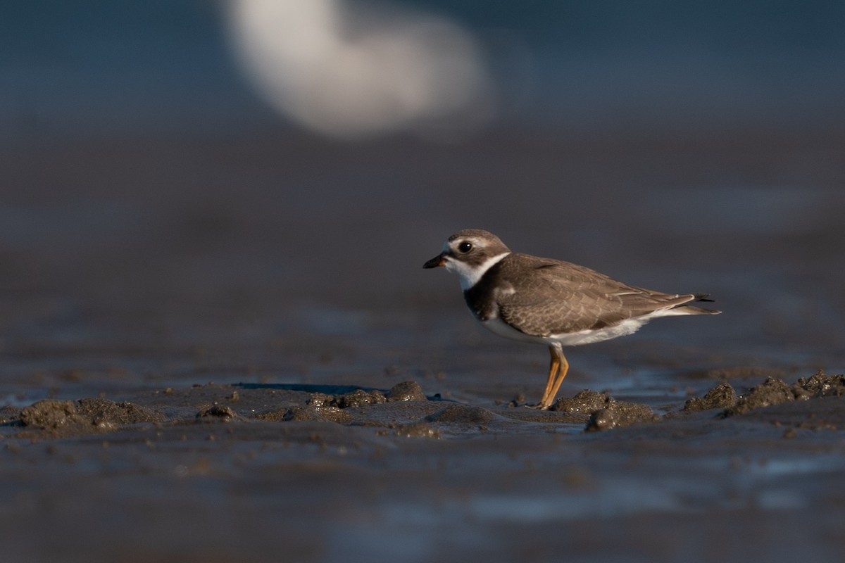 Semipalmated Plover - ML603277431