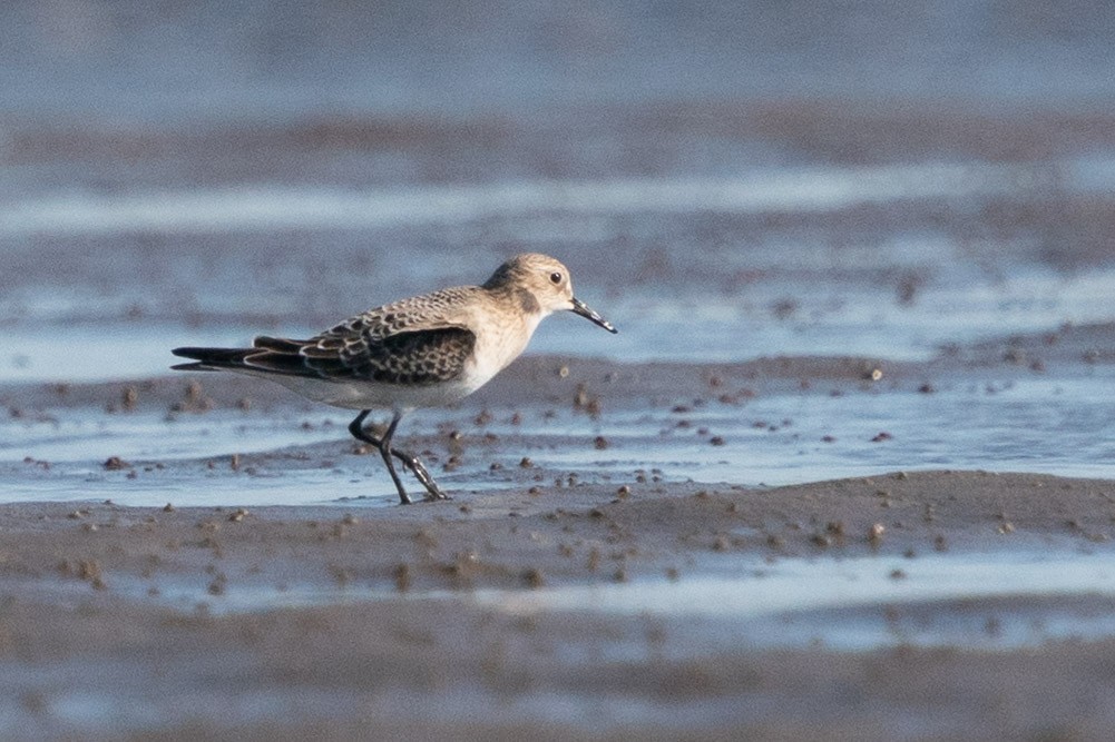 Baird's Sandpiper - ML603277461