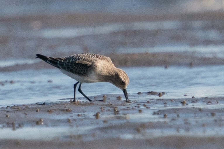 Baird's Sandpiper - ML603277471