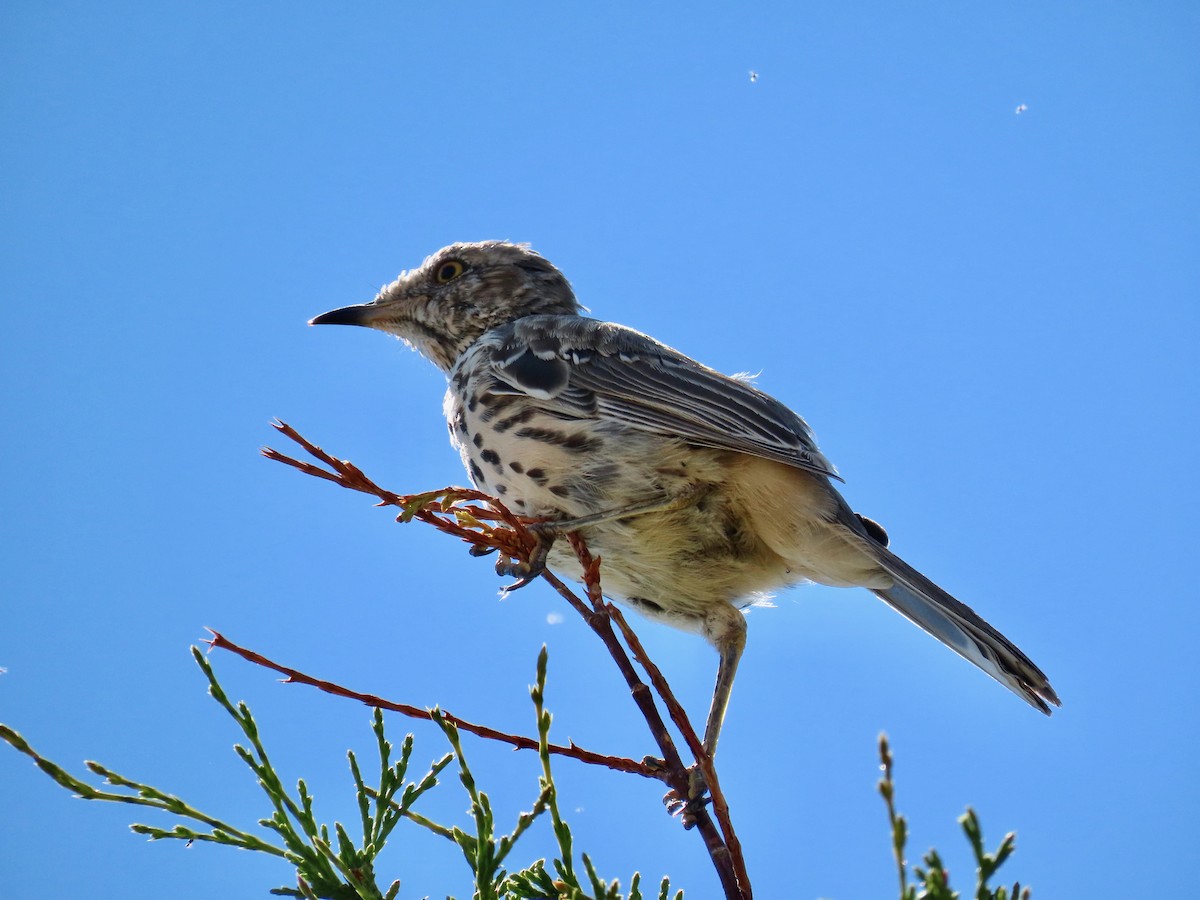 Sage Thrasher - ML603278081
