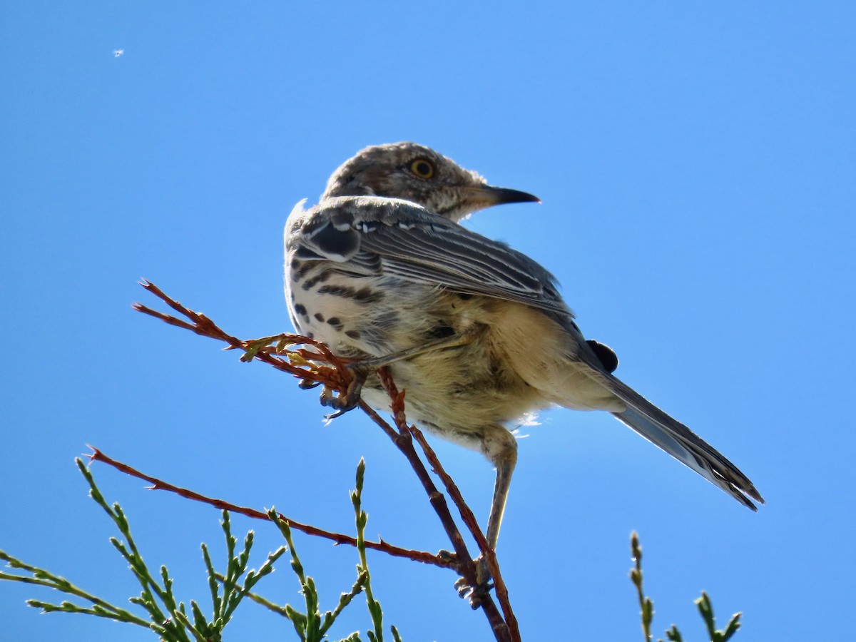 Sage Thrasher - ML603278121