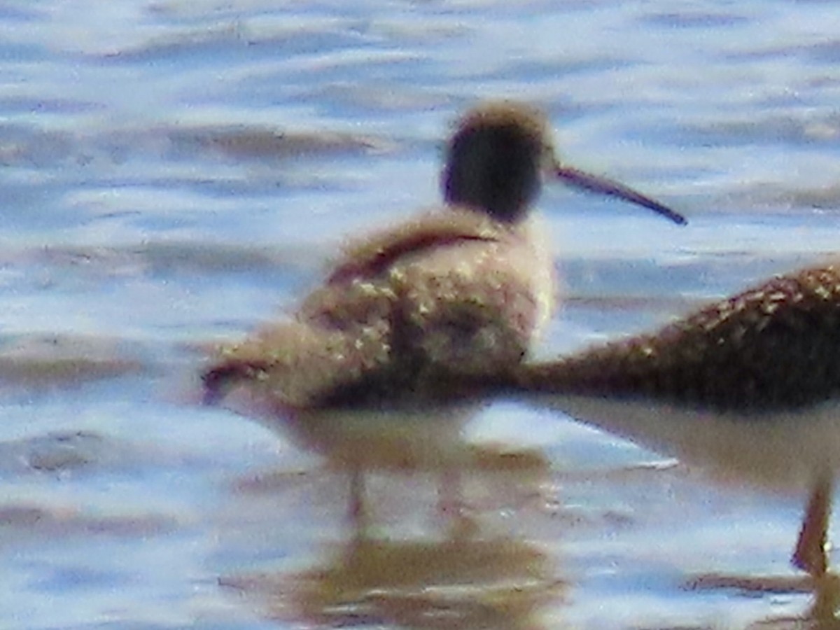 Long-billed Dowitcher - ML603278291