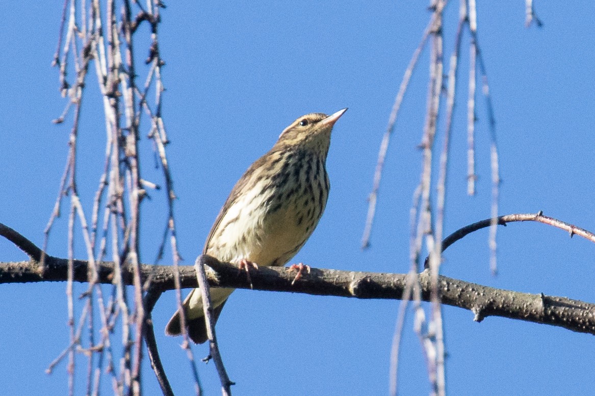 Northern Waterthrush - ML603279151