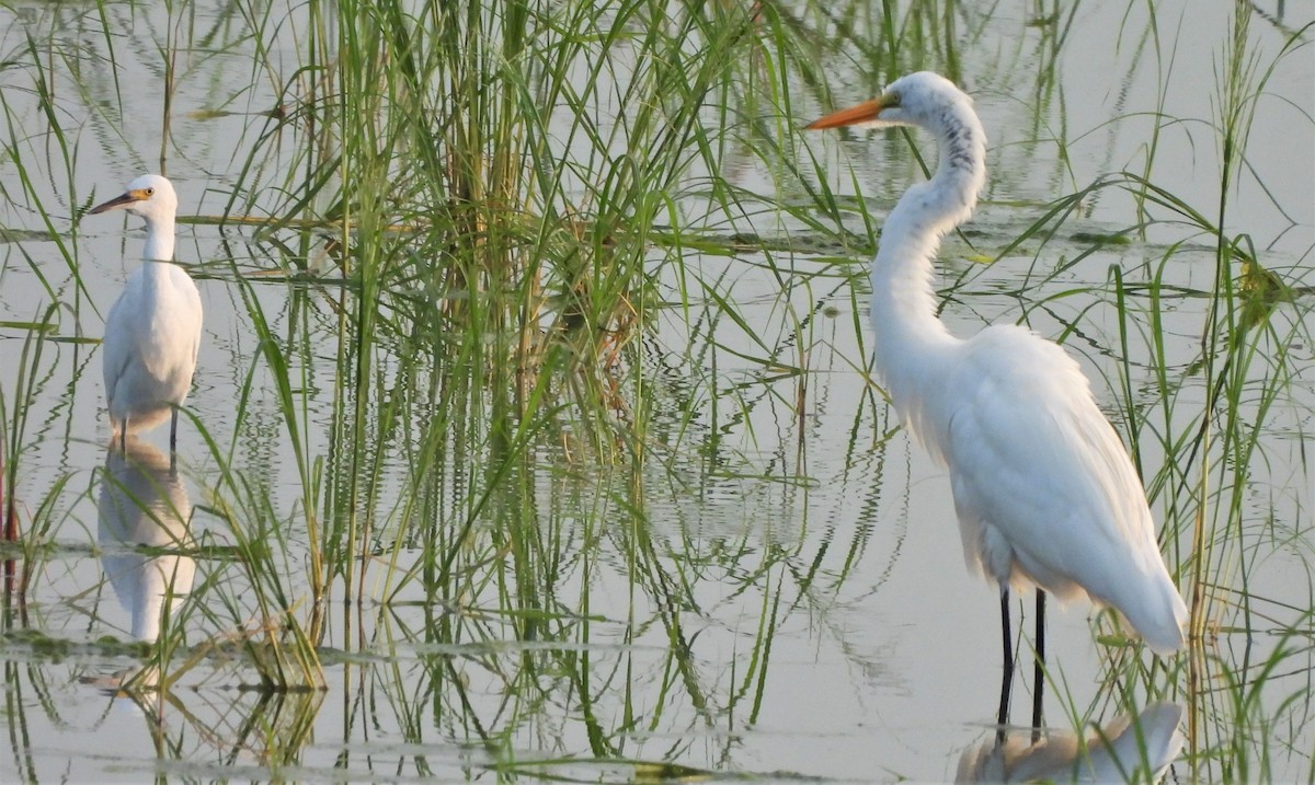 Snowy Egret - ML603280421