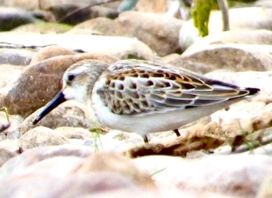 Western Sandpiper - ML603280731