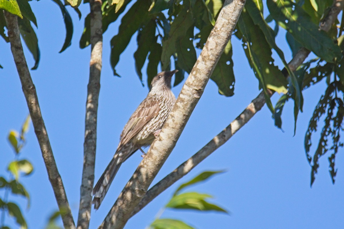 Little Wattlebird - Phillip Robbins