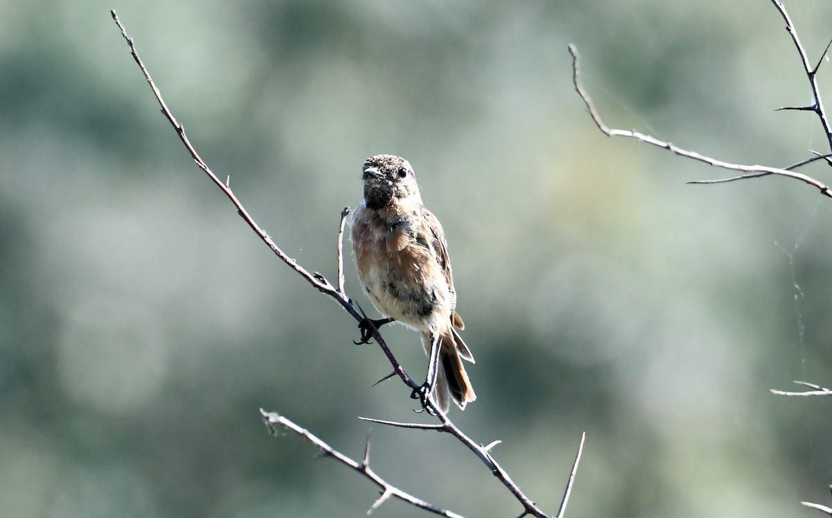 European Stonechat - ML603281841