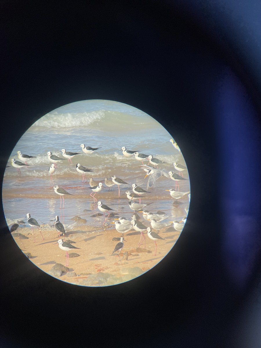 Asian Dowitcher - ML603283061