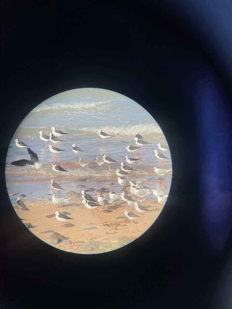 Asian Dowitcher - ML603283101