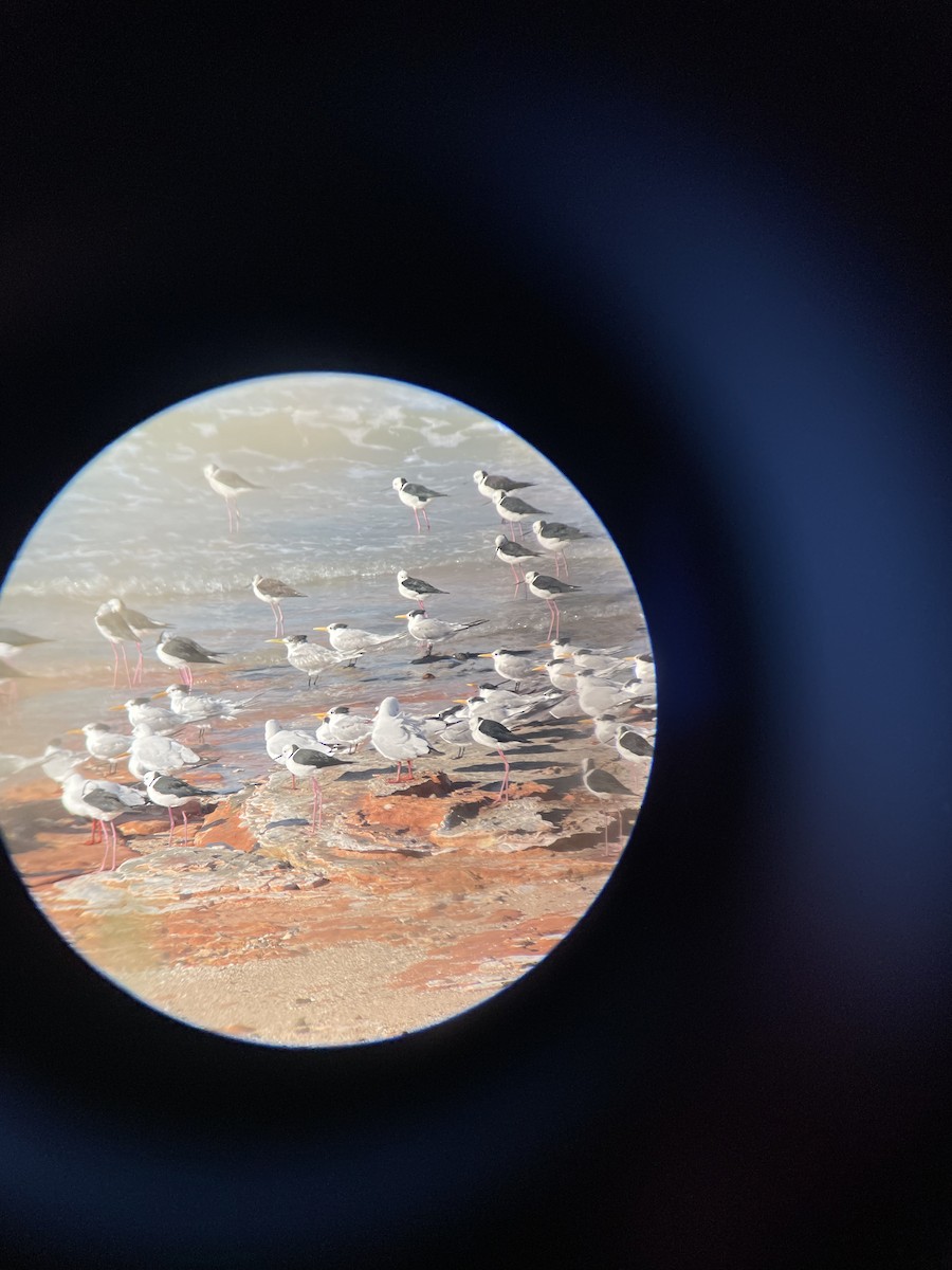 Great Crested Tern - ML603283841