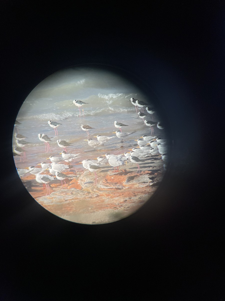 Great Crested Tern - ML603284031