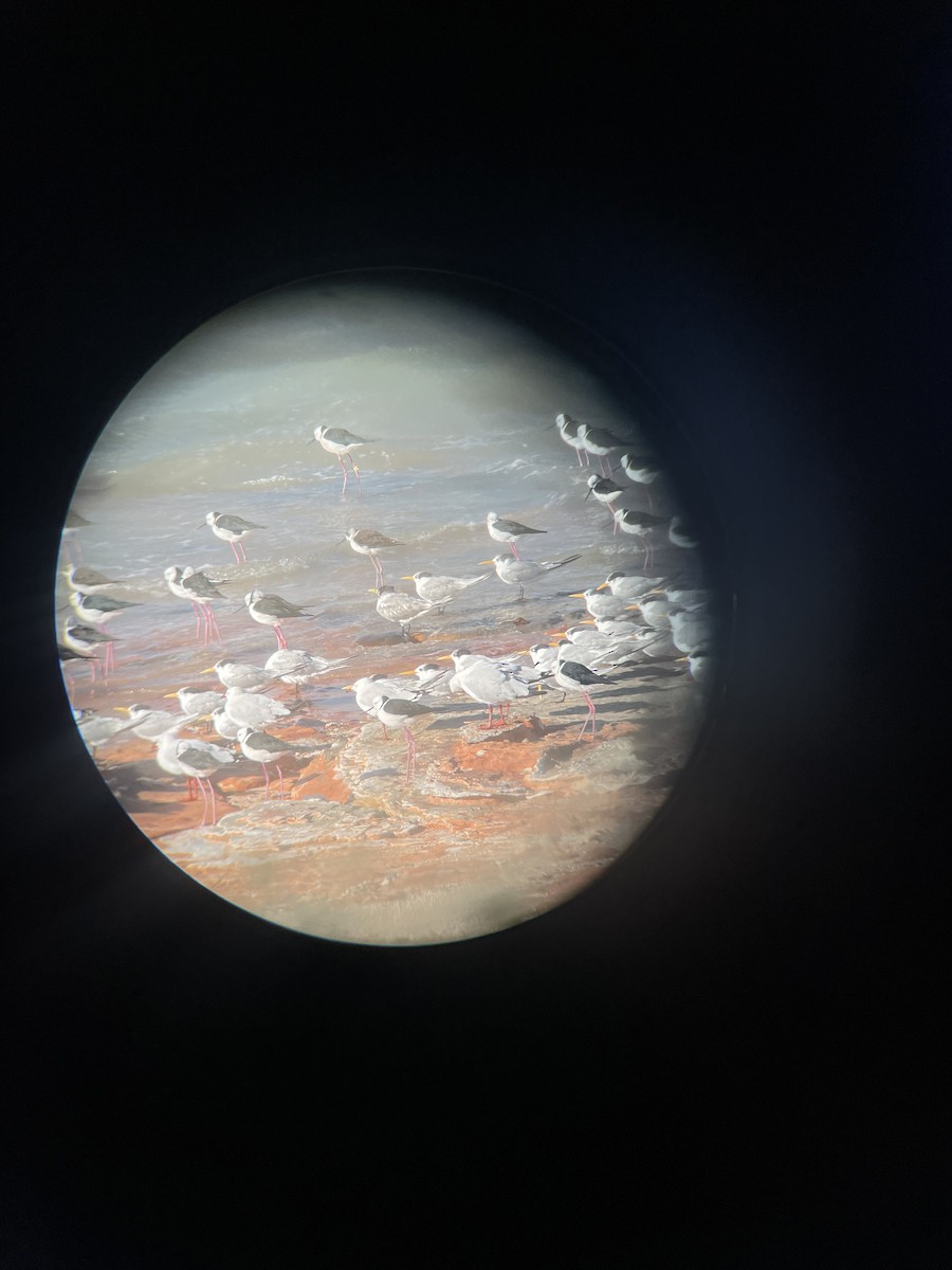 Great Crested Tern - ML603284041