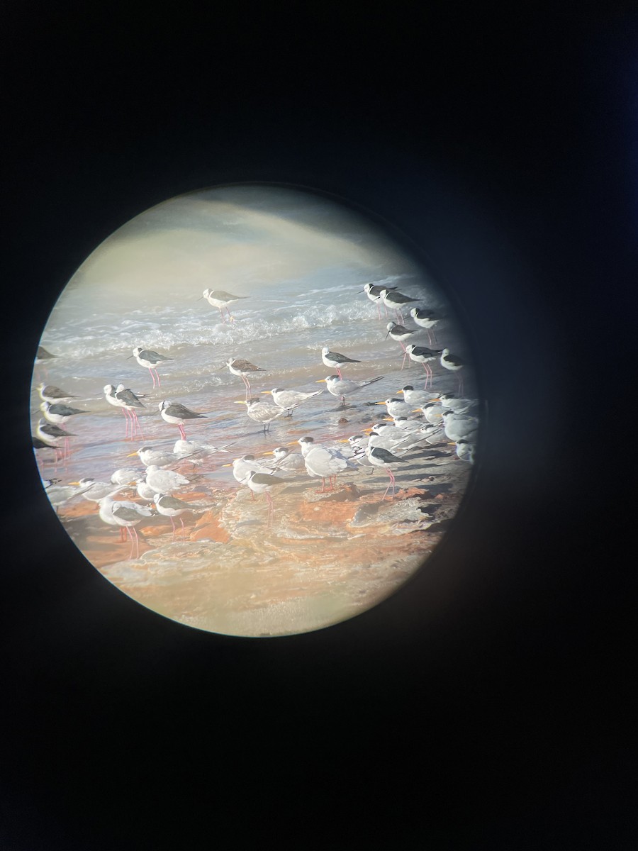 Great Crested Tern - ML603284051