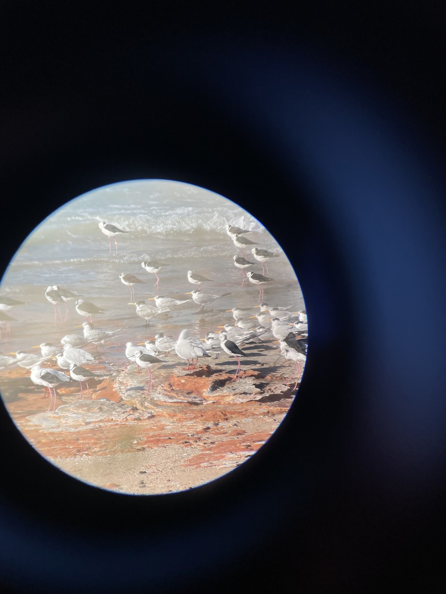 Great Crested Tern - ML603284071