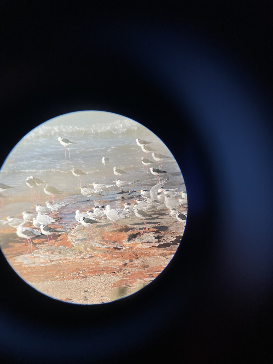 Great Crested Tern - ML603284081