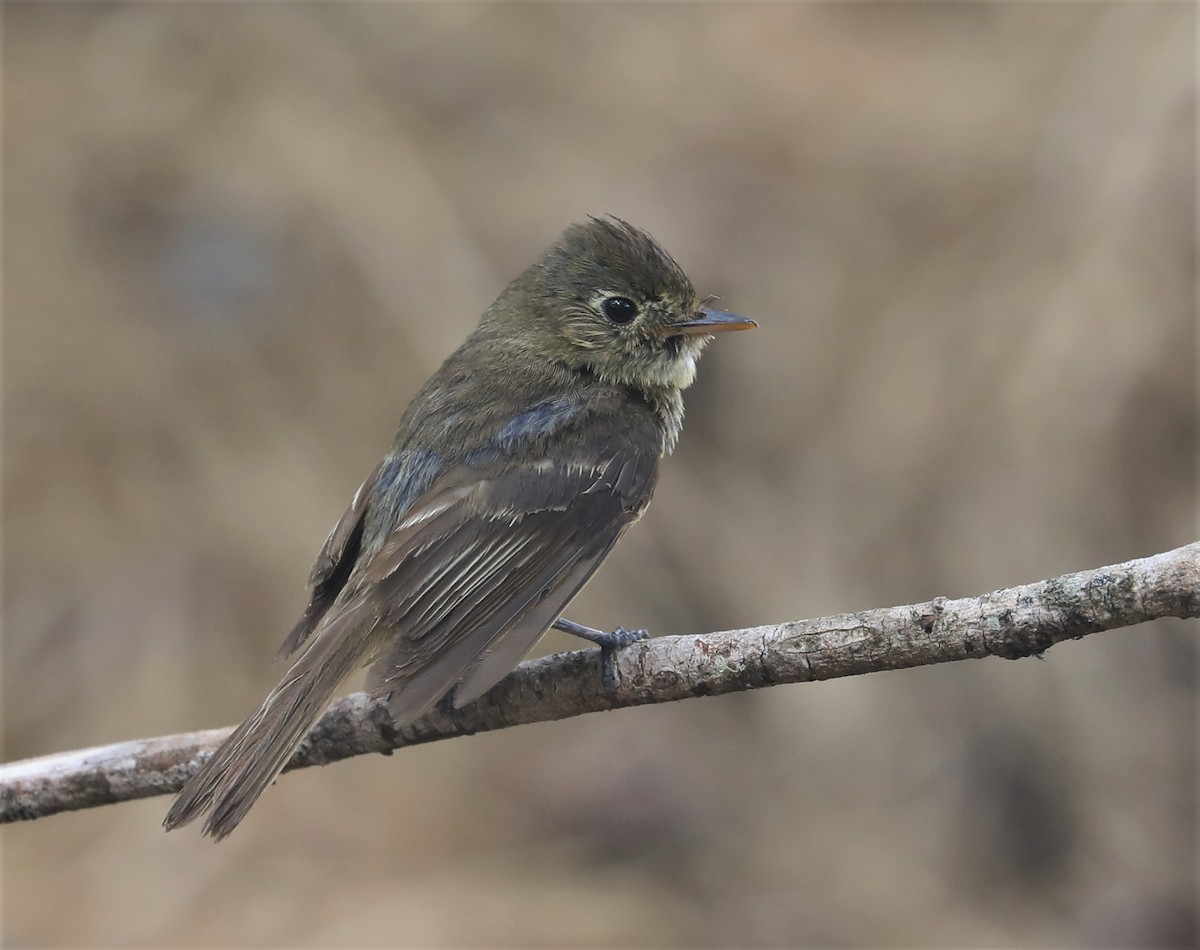 Western Flycatcher (Pacific-slope) - ML603285461