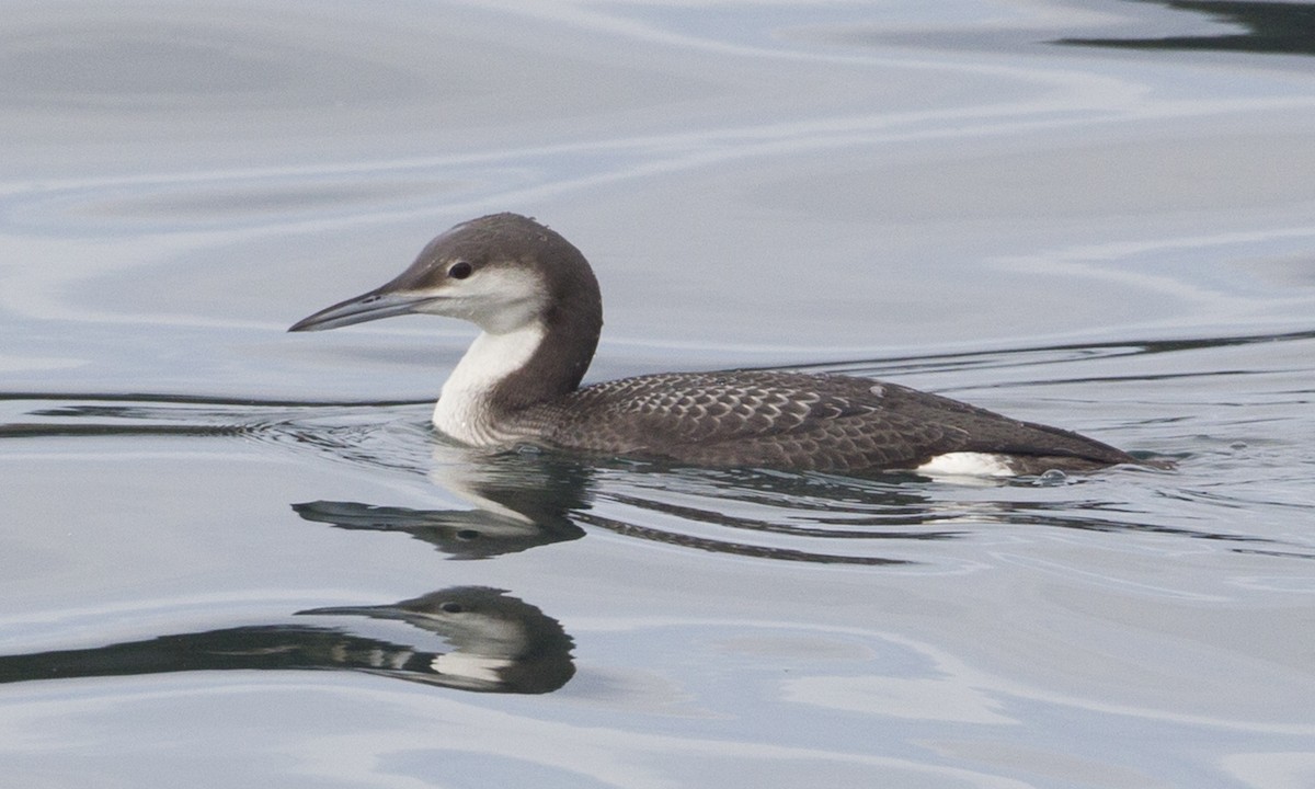 Arctic Loon - ML60328601