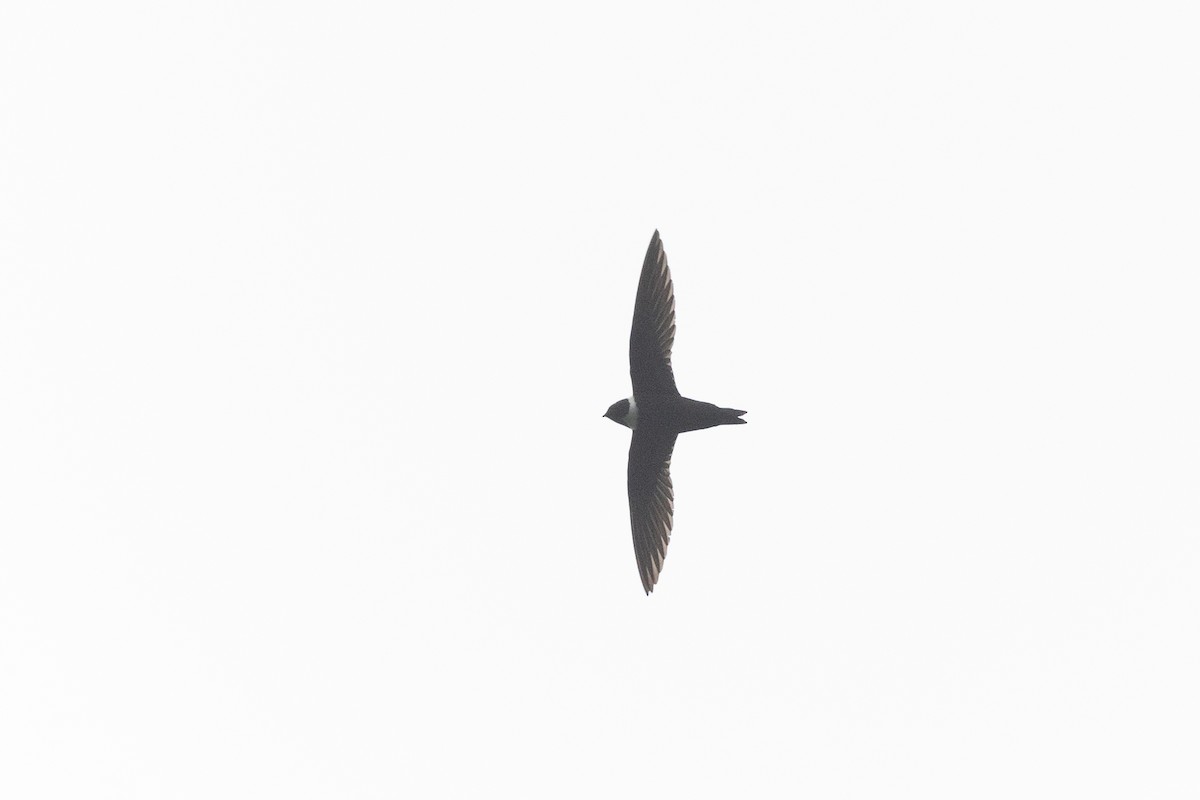 White-collared Swift - ML603287021