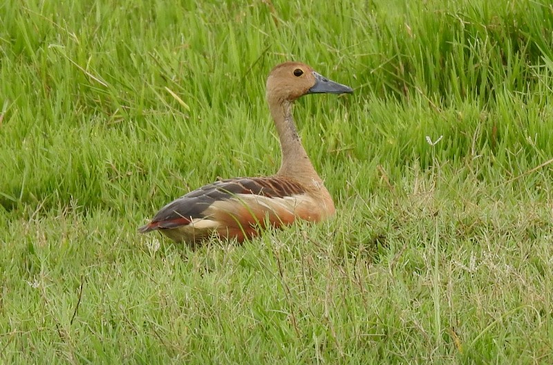 Lesser Whistling-Duck - ML603287031