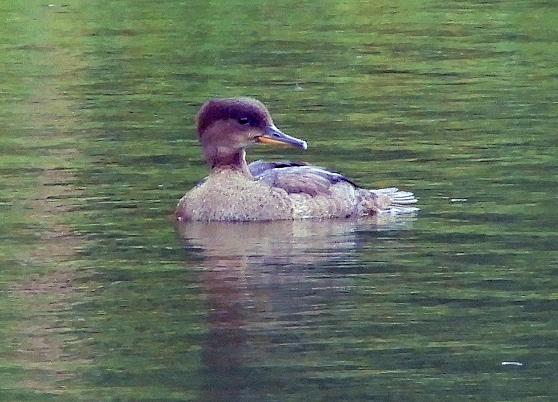 Hooded Merganser - ML603287761