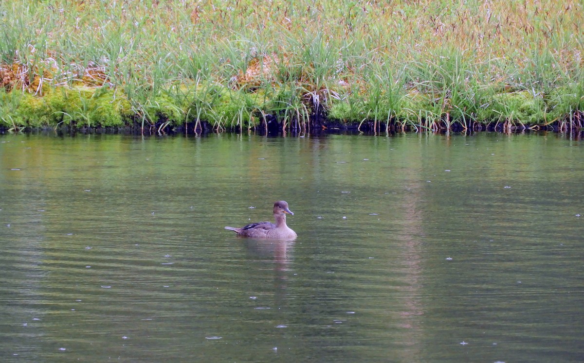 Hooded Merganser - ML603287771