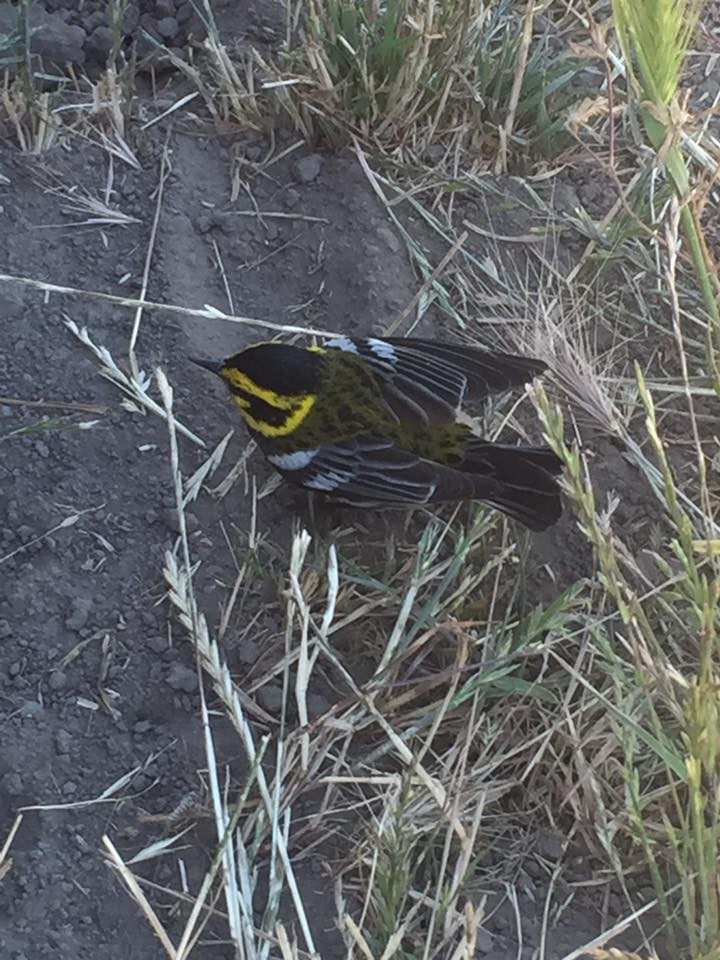 Townsend's Warbler - ML60328851