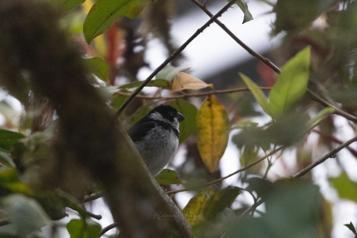 Variable Seedeater (Variable) - ML603288661