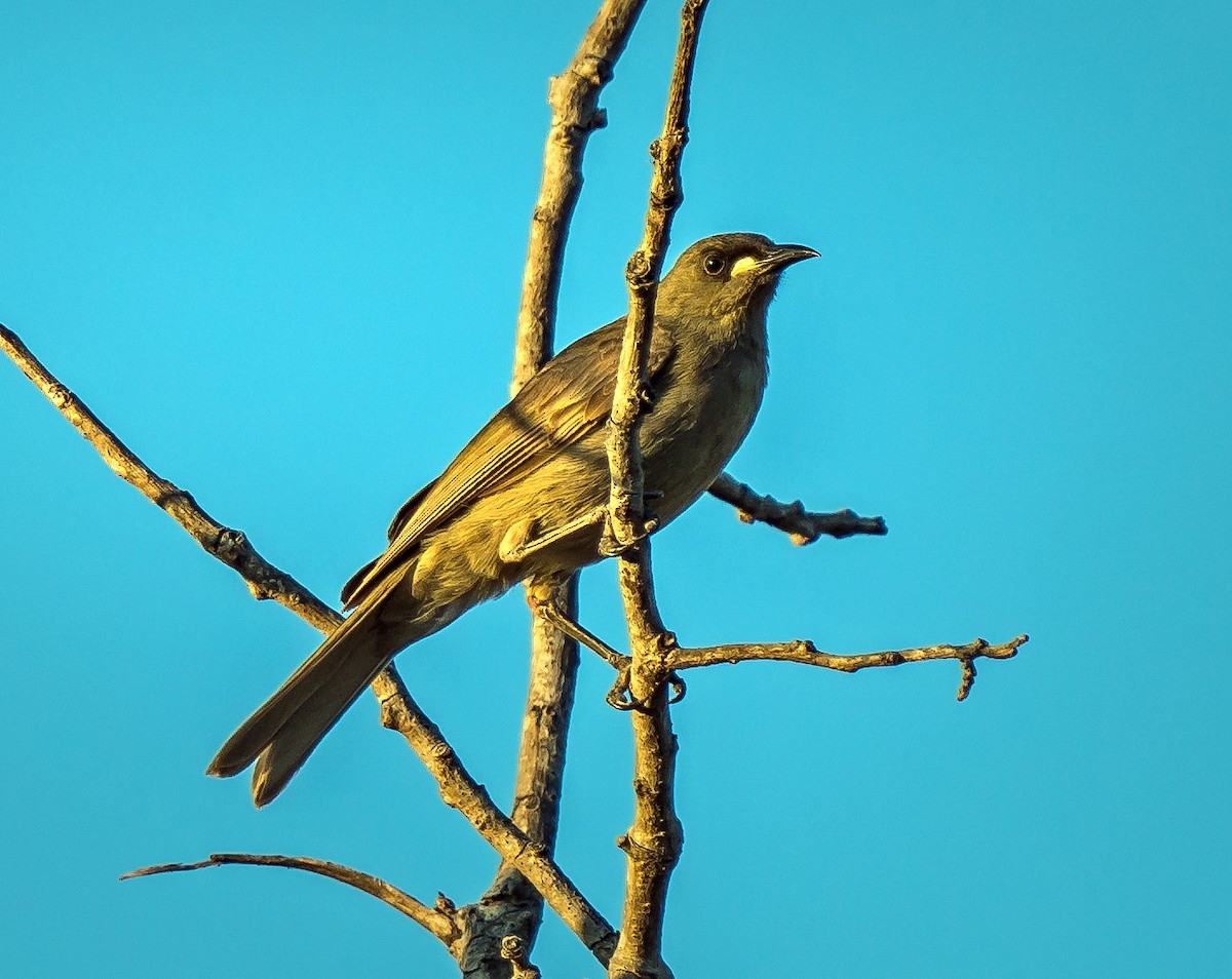 White-gaped Honeyeater - ML603289151