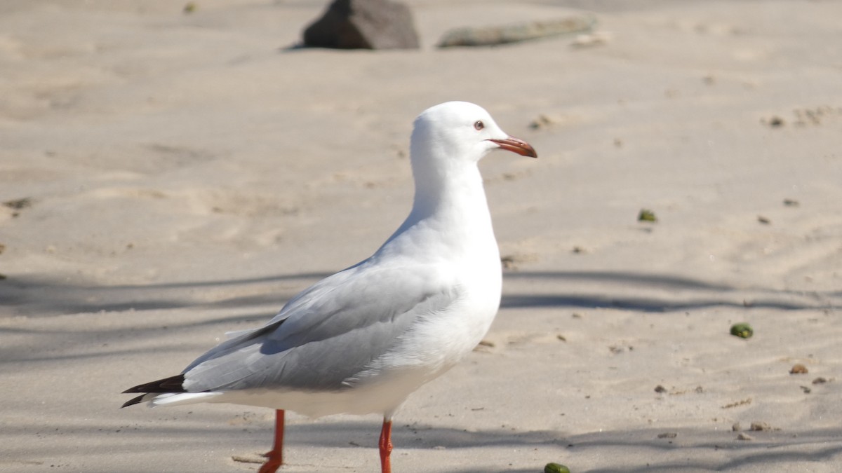 Mouette argentée - ML603289461