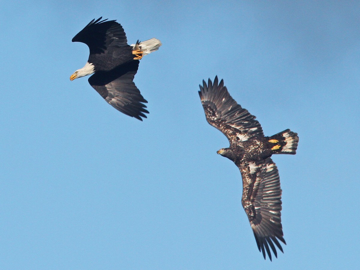 Adult and immature