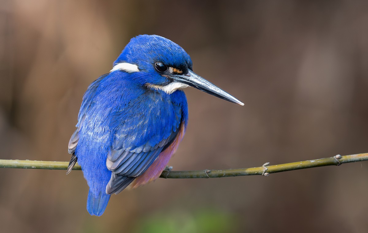 Azure Kingfisher - ML603291201