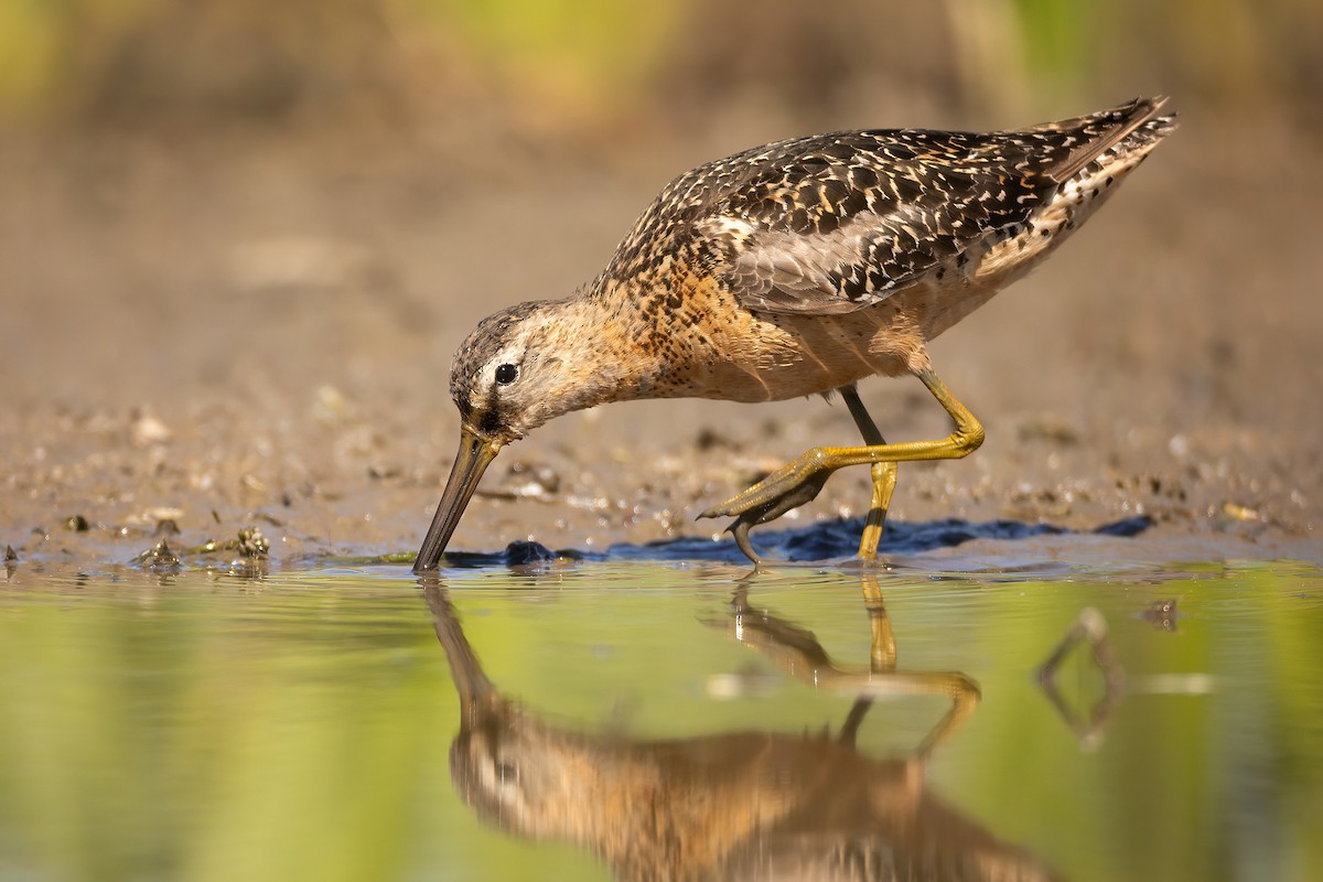 Long-billed Dowitcher - Jeff Dyck