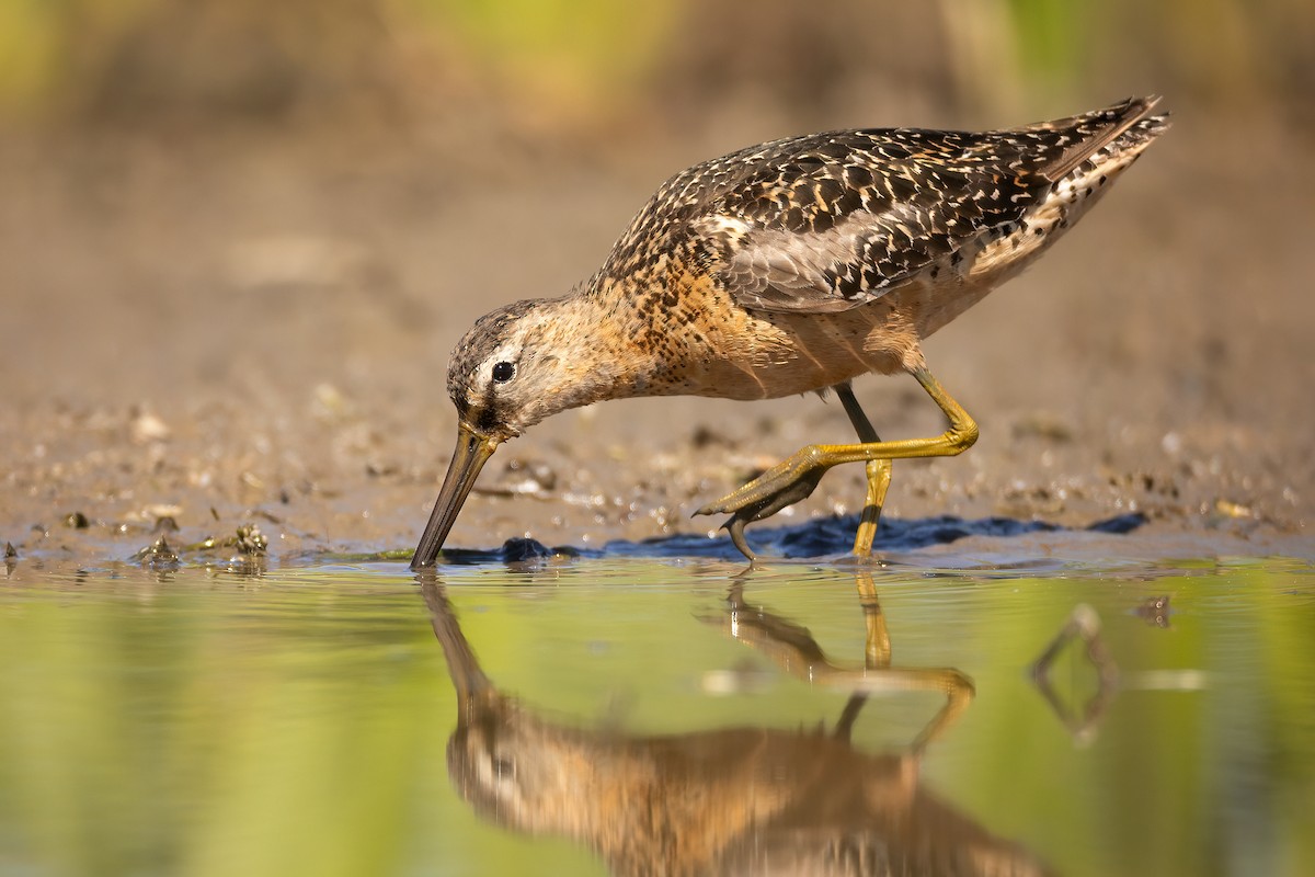 langnebbekkasinsnipe - ML603291491