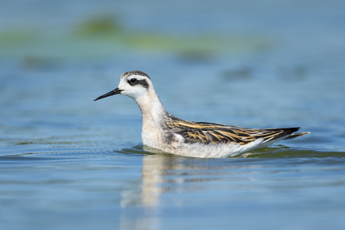 Phalarope à bec étroit - ML603291511