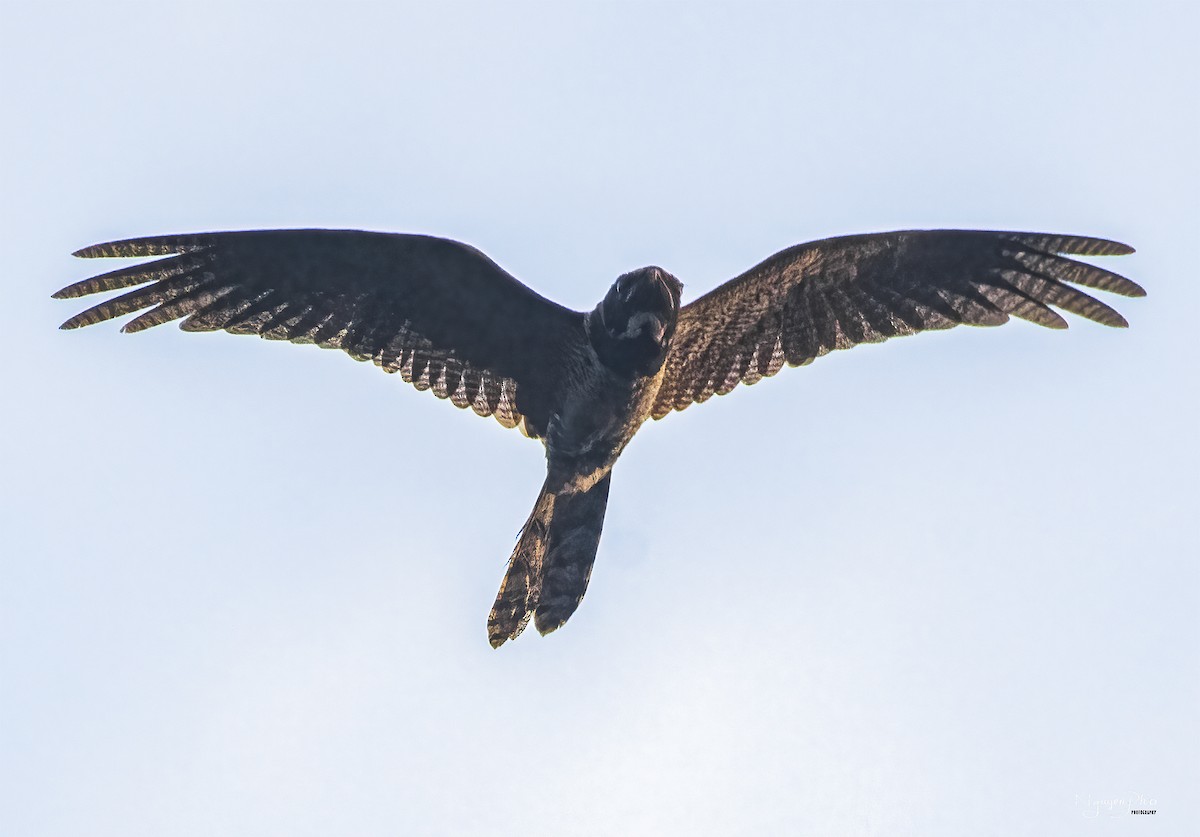Great Eared-Nightjar - Nguyen Pho